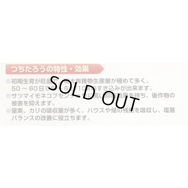 画像3: [緑肥]　ソルガム　つちたろう　1kg　雪印種苗(株) (3)