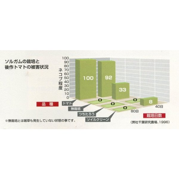 画像5: [緑肥]　ソルガム　つちたろう　1kg　雪印種苗(株) (5)