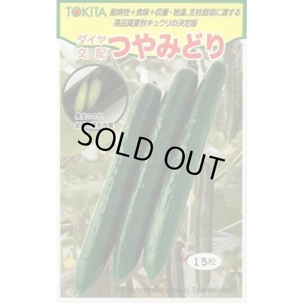 画像1: 送料無料　[キュウリ]　つやみどり　15粒　トキタ種苗(株) (1)
