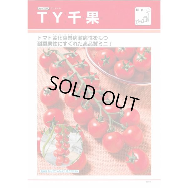 画像2: 送料無料　[トマト/ミニトマト]　ＴＹ千果　1000粒　タキイ種苗(株) (2)