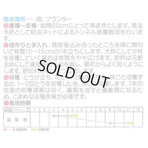 画像2: 送料無料　中国菜心　約2200粒　(株)サカタのタネ　実咲250（002997） (2)