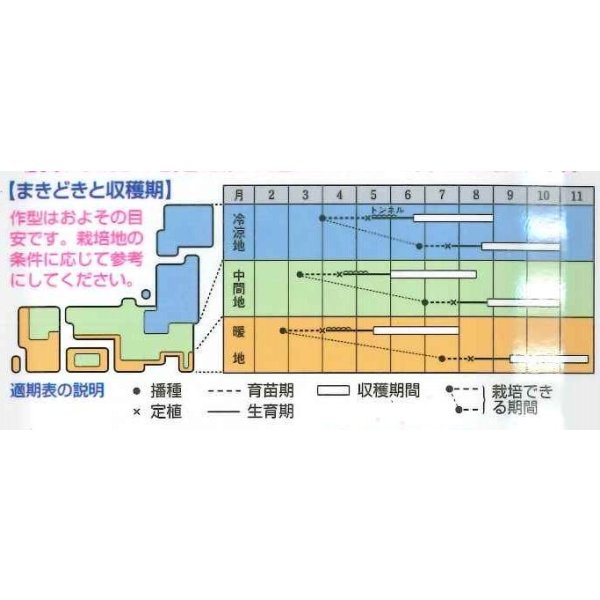 画像2: 送料無料　[キュウリ]　Vシャイン　350粒　タキイ種苗(株) (2)