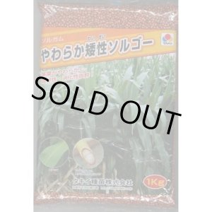 画像: [緑肥]　やわらか矮性ソルゴー　1kg　タキイ種苗(株)