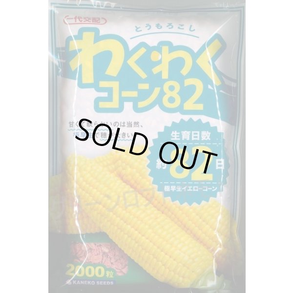 画像1: [とうもろこし]　わくわくコーン82　2000粒　カネコ種苗（株） (1)