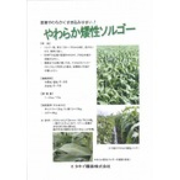 画像2: [緑肥]　やわらか矮性ソルゴー　1kg　タキイ種苗(株） (2)