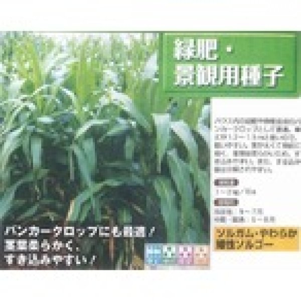 画像3: [緑肥]　やわらか矮性ソルゴー　1kg　タキイ種苗(株) (3)