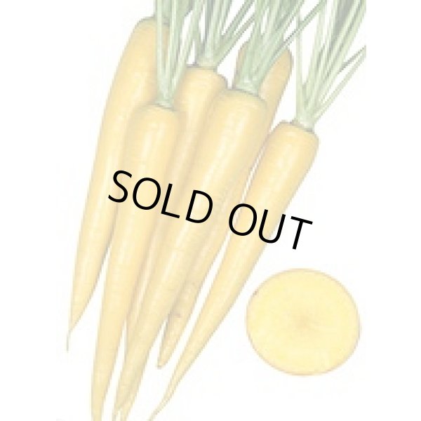 画像3: 送料無料　[人参]　イエローハーモニー　1000粒　丸種(株) (3)