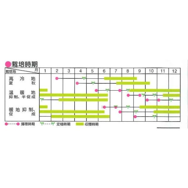 画像5: 送料無料 [トマト/ミニトマト] イエローアイコ 1000粒 (株)サカタのタネ (5)