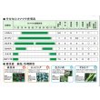 画像4: 送料無料　[小松菜]　きよすみ　20ml　（株）サカタのタネ (4)
