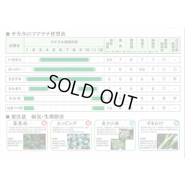画像6: 送料無料 [小松菜] はまつづき 20ml （株）サカタのタネ (6)