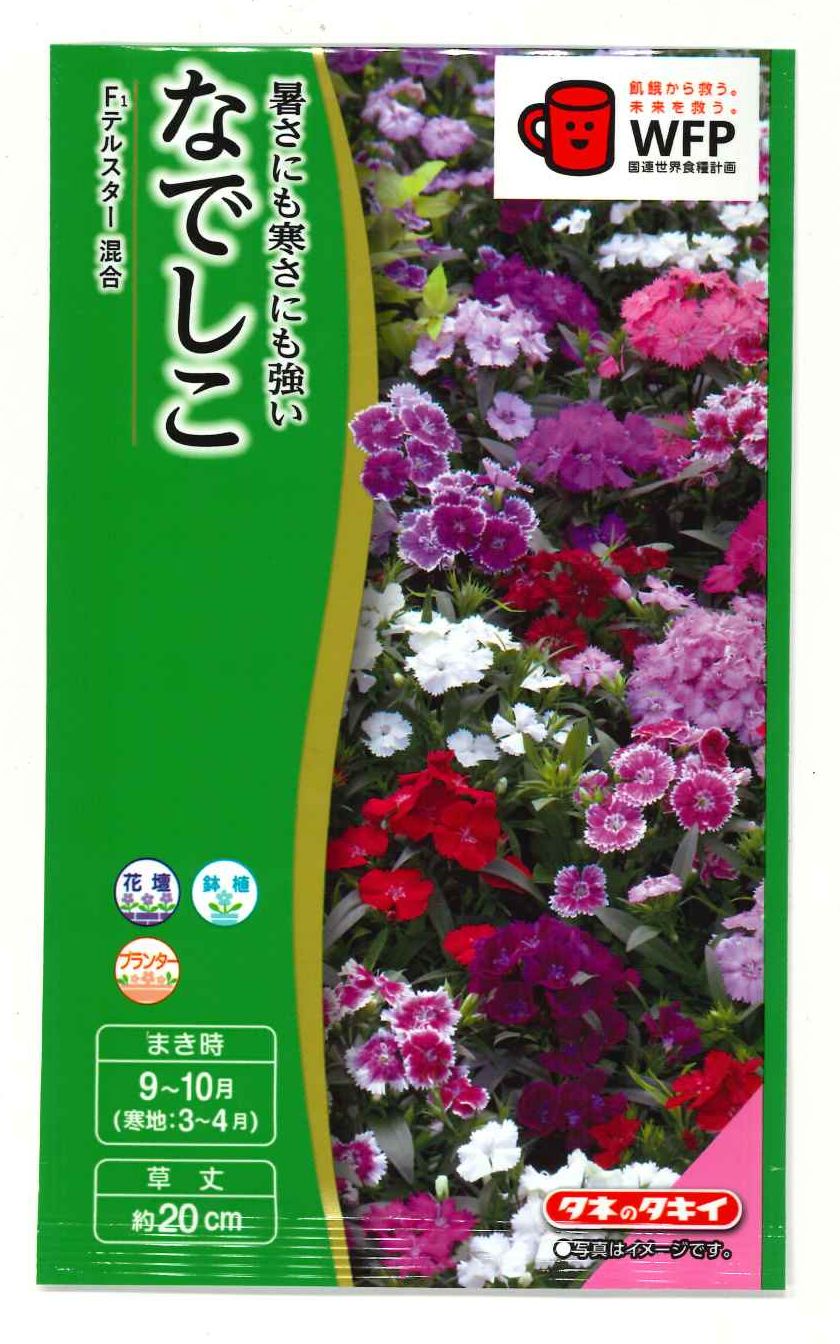 菜の花です。 鮮やかな色合いの『菜の花』！ 観ているだけで、晴れやかな