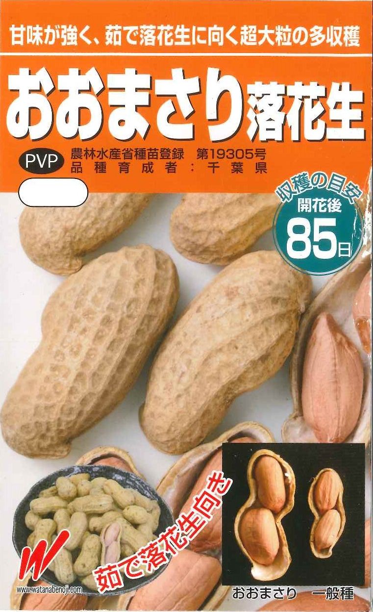 おおまさネオ 種子500粒 正規品 大粒落花生の種子-